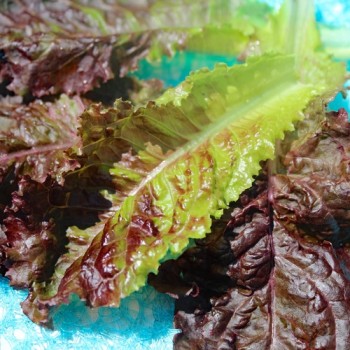 Salat Merlot (Samen)