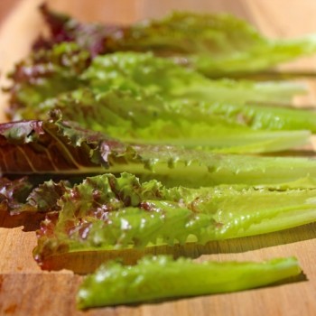 Salat Merlot (Samen)