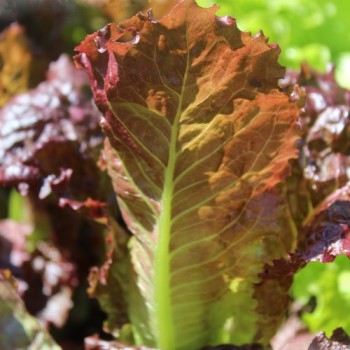 Salat Merlot (Samen)