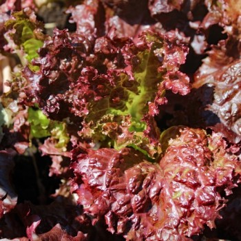 Salat Merlot (Samen)