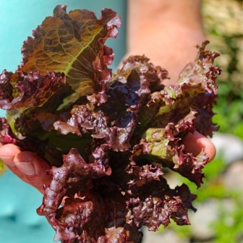 Salat Merlot (Samen)