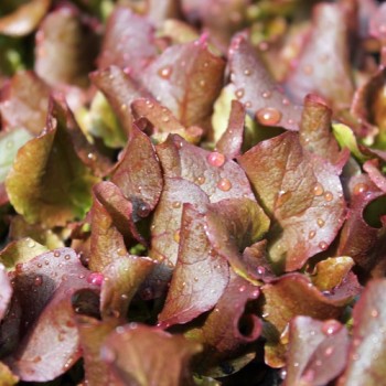 Salat Merlot (Samen)