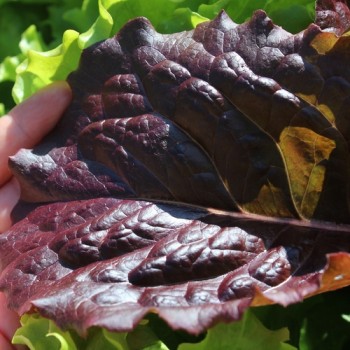 Salat Midnight Ruffles (Samen)