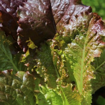Salat Midnight Ruffles (Samen)