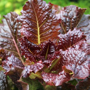 Salat Midnight Ruffles (Samen)