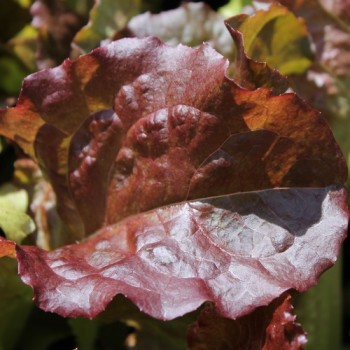 Salat Midnight Ruffles (Samen)