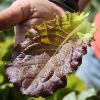 Salat Midnight Ruffles (Samen)