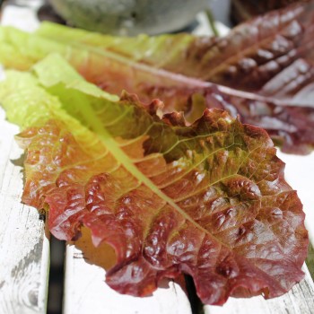 Salat Midnight Ruffles (Samen)