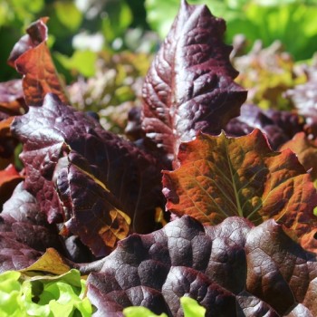 Salat Midnight Ruffles (Samen)