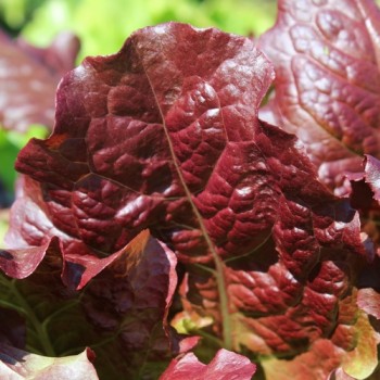 Salat Midnight Ruffles (Samen)