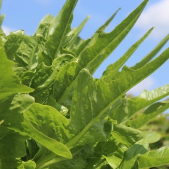 Neu! Salat Morton‘s Secret Mix (Samen)