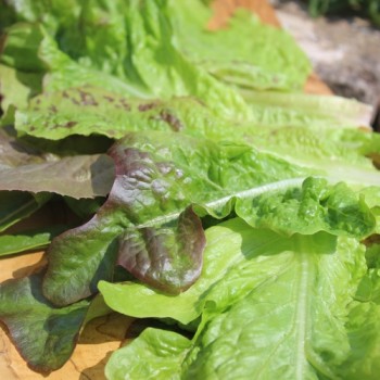Neu! Salat Morton‘s Secret Mix (Samen)