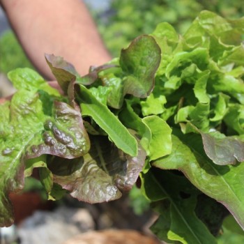 Neu! Salat Morton‘s Secret Mix (Samen)