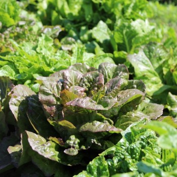 Neu! Salat Morton‘s Secret Mix (Samen)