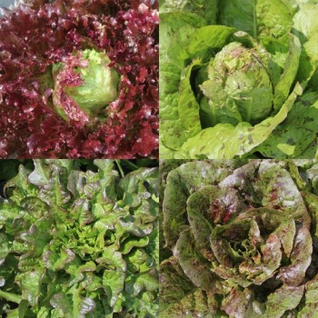 Neu! Salat Morton‘s Secret Mix (Samen)