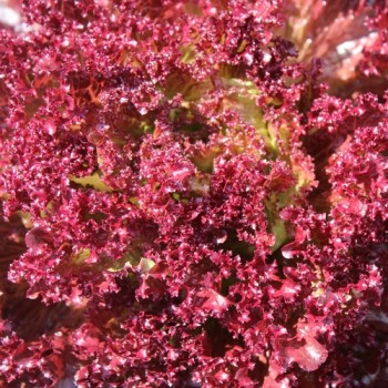 Neu! Salat Morton‘s Secret Mix (Samen)