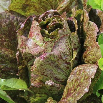 Neu! Salat Morton‘s Secret Mix (Samen)