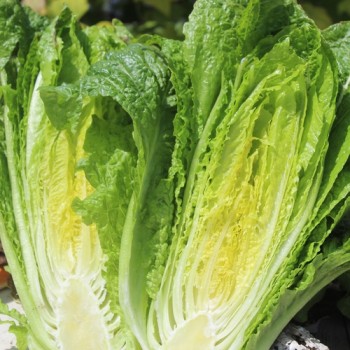 Neu! Salat Morton‘s Secret Mix (Samen)