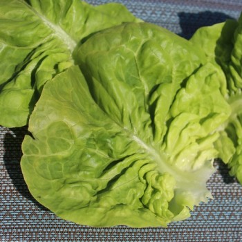 Salat Nansen’s Noordpool (Wintersalat) (Samen)