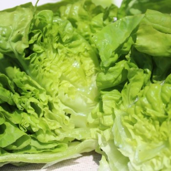 Salat Nansen’s Noordpool (Wintersalat) (Samen)