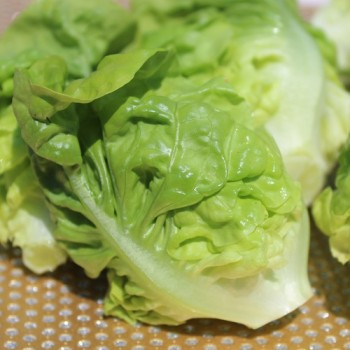Salat Nansen’s Noordpool (Wintersalat) (Samen)
