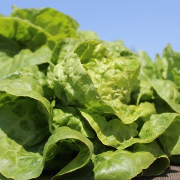 Salat Nansen’s Noordpool (Wintersalat) (Samen)