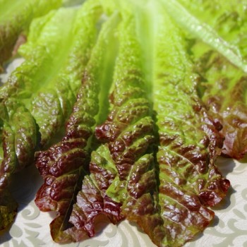 Salat Outredgeous (Samen)