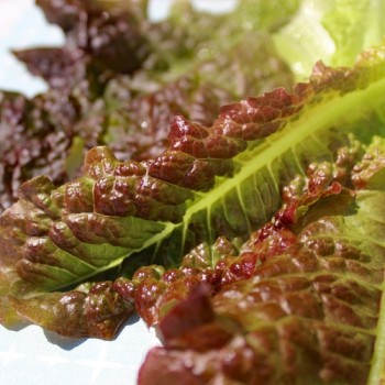 Salat Outredgeous (Samen)