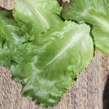 Eisbergsalat Pablo (Samen)