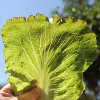 Eisbergsalat Pablo (Samen)