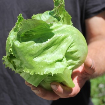 Eisbergsalat Pablo (Samen)