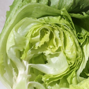 Eisbergsalat Pablo (Samen)
