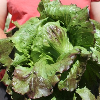 Eisbergsalat Pablo (Samen)