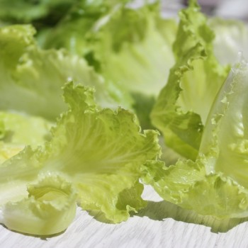 Eisbergsalat Pablo (Samen)