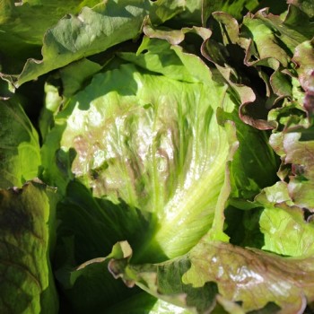 Eisbergsalat Pablo (Samen)