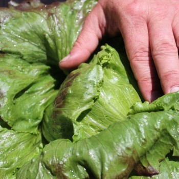 Eisbergsalat Pablo (Samen)