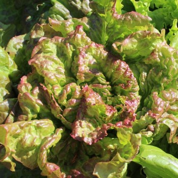 Salat Prizehead (Samen)
