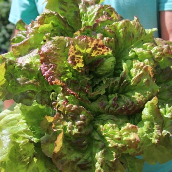 Salat Prizehead (Samen)