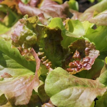 Salat Prizehead (Samen)