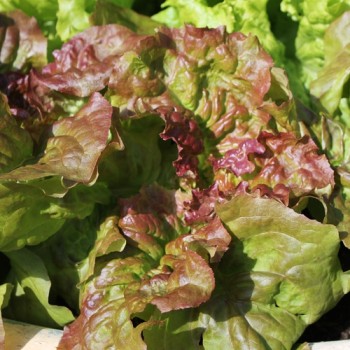 Salat Prizehead (Samen)
