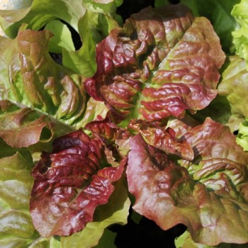 Salat Prizehead (Samen)