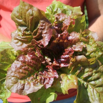 Salat Prizehead (Samen)