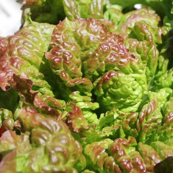 Salat Prizehead (Samen)