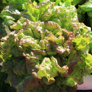 Salat Prizehead (Samen)