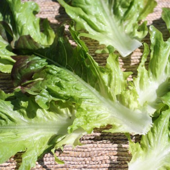 Salat Radichetta (Samen)
