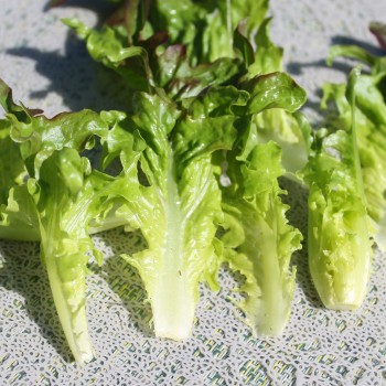 Salat Radichetta (Samen)