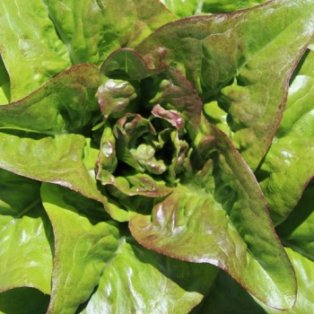 Salat Red Amish Deer Tongue (Samen)