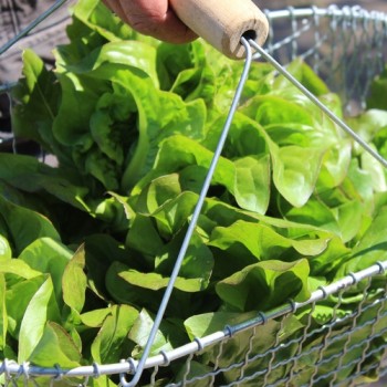 Salat Red Amish Deer Tongue (Samen)