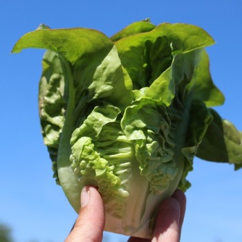 Salat Red Amish Deer Tongue (Samen)