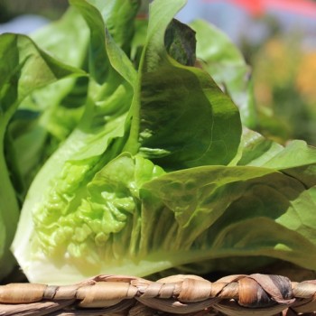 Salat Red Amish Deer Tongue (Samen)